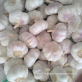 Good Quality of Fresh White Garlic From Jinxiang